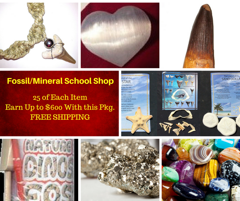 Fossil/Mineral SCHOOL SHOP - dinosaursrocksuperstore