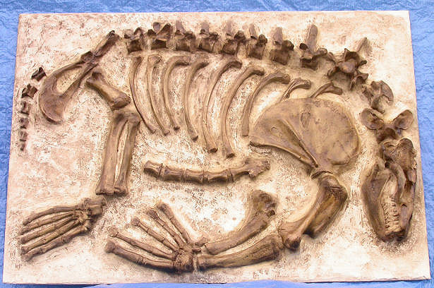 Dinosaur Fossil Dig Panel Replica - Allodesmus Kelloggi Skeleton Panel - dinosaursrocksuperstore
