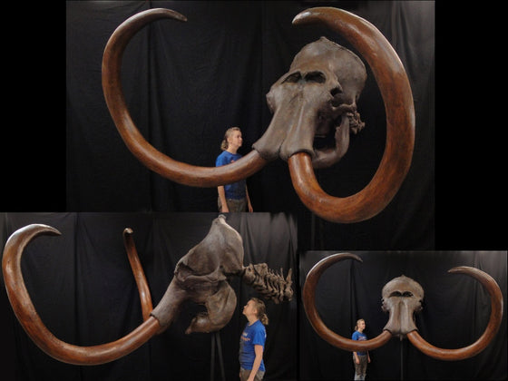 Mammoth Skull with Tusks - GIANT REPLICA - dinosaursrocksuperstore