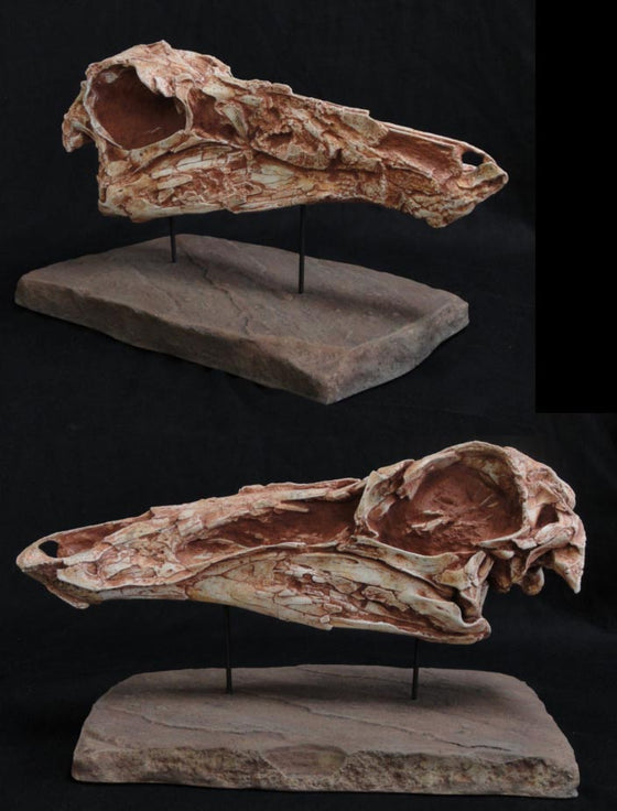 Gallimimus Skull Replica with base - dinosaursrocksuperstore