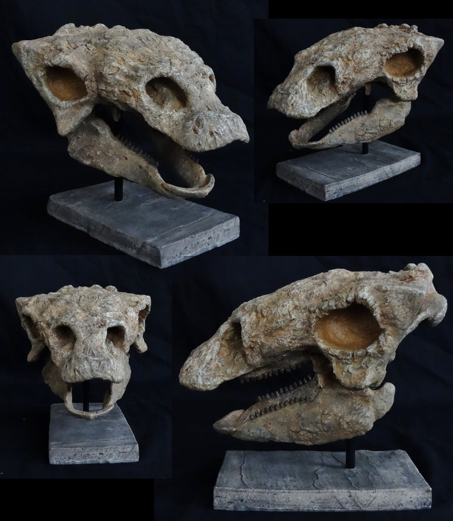 Gastonia Skull Replica with base From Juvenile Skeleton - dinosaursrocksuperstore