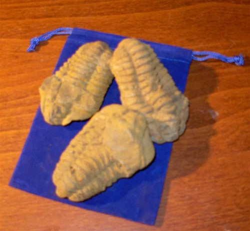 Flexicalymene Trilobite Fossil - dinosaursrocksuperstore