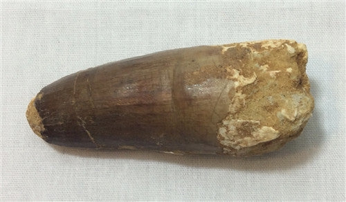 Genuine Spinosaurus Dinosaur Tooth #14 - dinosaursrocksuperstore