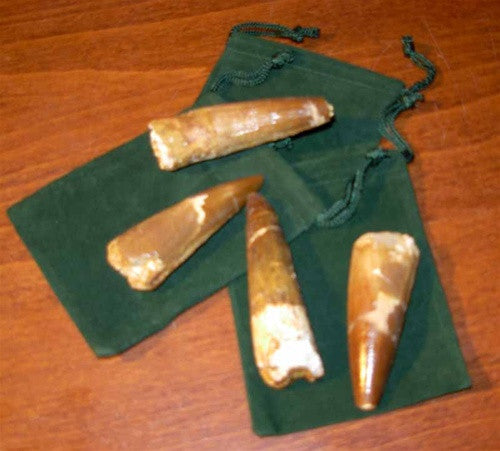 Genuine Spinosaurus Dinosaur Tooth - Gift packaged - dinosaursrocksuperstore