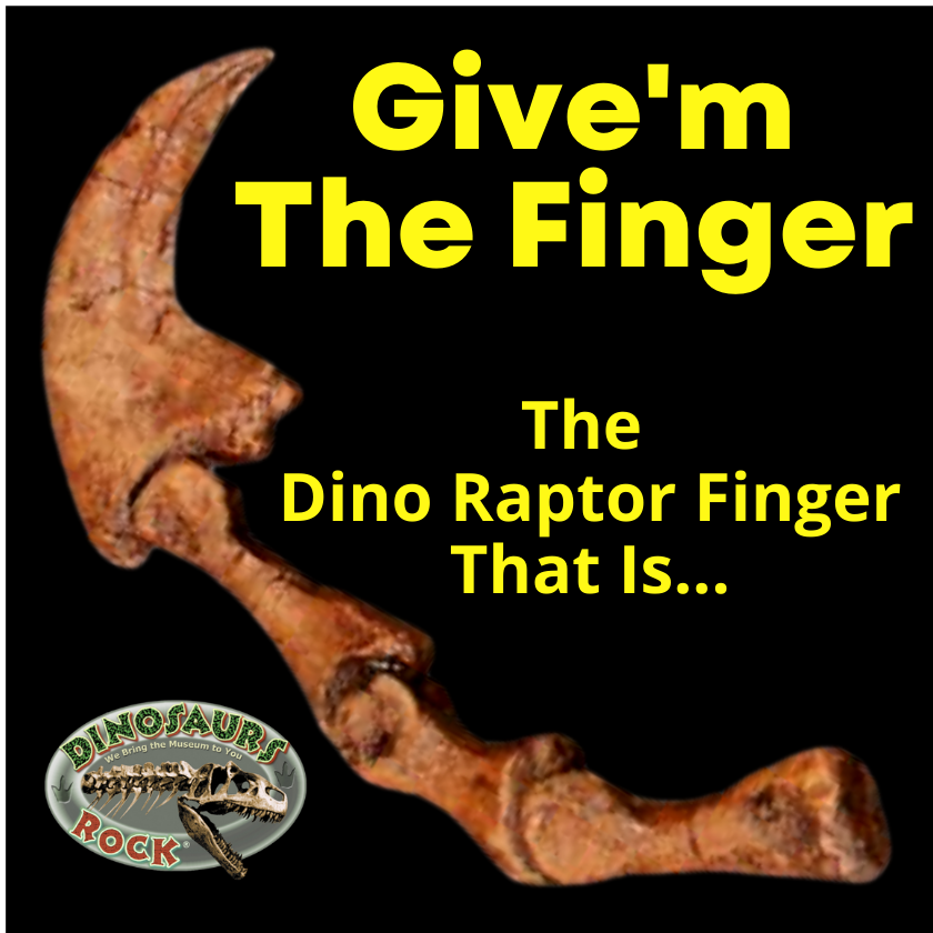 Utahraptor finger 3rd digit replica