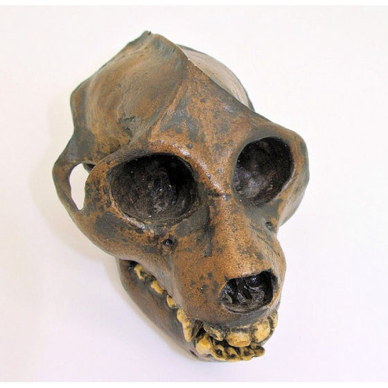 Aegyptopithecus Skull Replica - dinosaursrocksuperstore