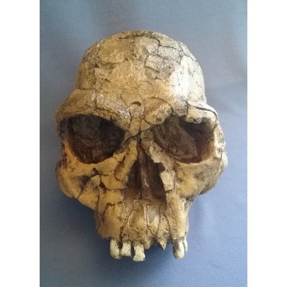 Homo habilis KNM-ER 1813 Skull - dinosaursrocksuperstore