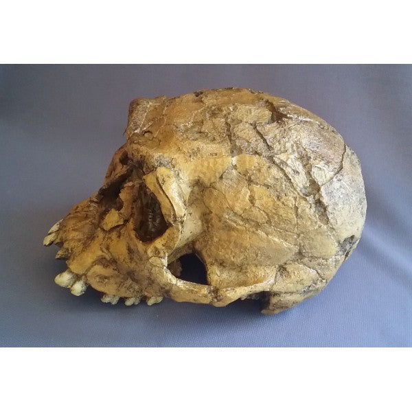 Homo habilis KNM-ER 1813 Skull - dinosaursrocksuperstore