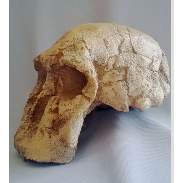 Homo rudolphensis KNM-ER 1470 Skull - dinosaursrocksuperstore