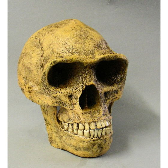 Peking Man Skull - dinosaursrocksuperstore