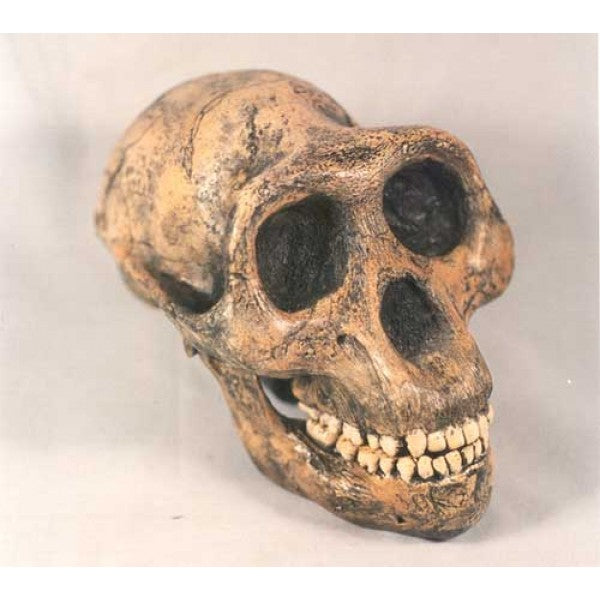 H1MG5-LUCY-600x600_600x.jpg?v=1580432192