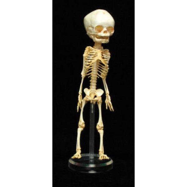 Human Fetus Skeleton (32 Weeks) - dinosaursrocksuperstore