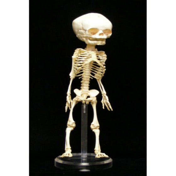 Human Fetus Skeleton (32 Weeks) - dinosaursrocksuperstore