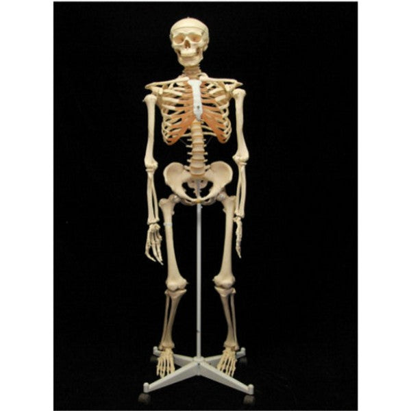 Human Skeleton (Plastic) - dinosaursrocksuperstore