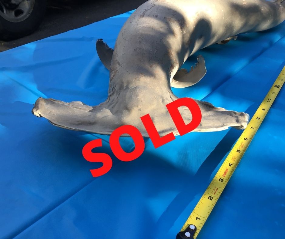 Moving Sale - Genuine Taxidermy HAMMERHEAD SHARK - Over 3 Ft Long