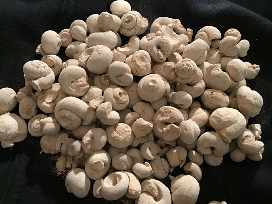 Bulk White Gastropods - 20-Lbs