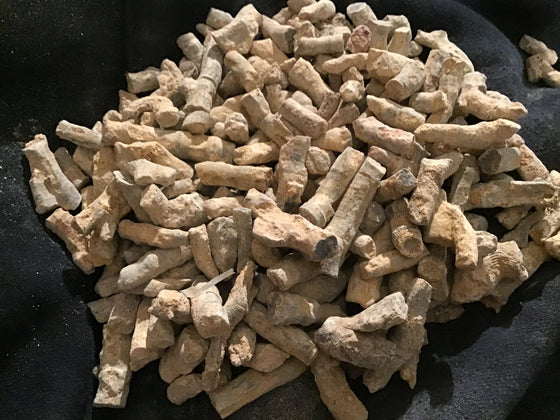 Bulk Fossil Coral - 300 Million Years Old - 20 lb Super Saver