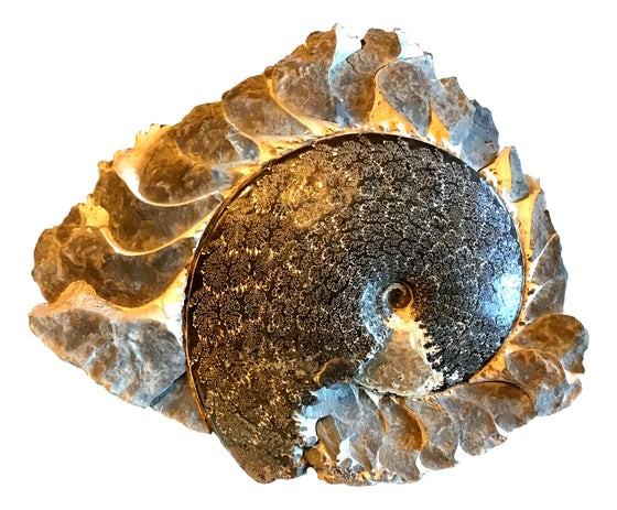 Ammonite Specimen - Iridescent - Rare - From USA - With Chambers  - 10.75" x 9"