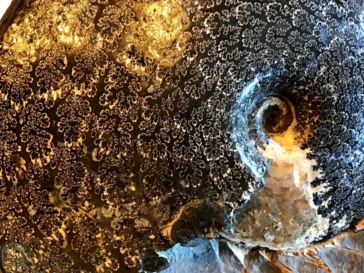 Ammonite Specimen - Iridescent - Rare - From USA - With Chambers  - 10.75" x 9"