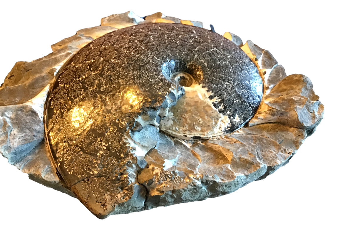 Ammonite Specimen - Iridescent - Rare - From USA - With Chambers  - 10.75" x 9"