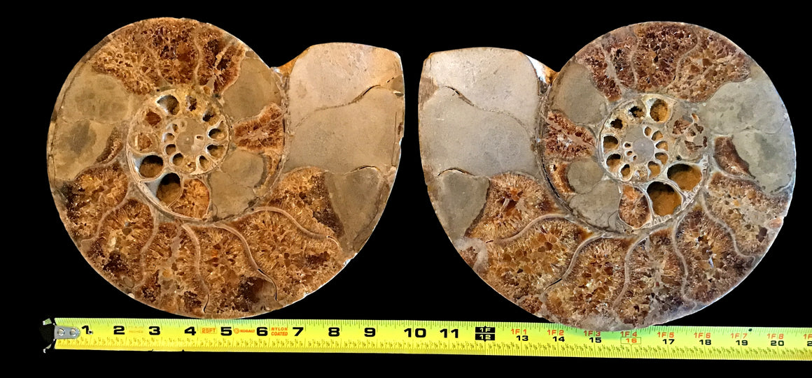 Incredible Madagascar Ammonite - Pair - 10 Inch Wide Each