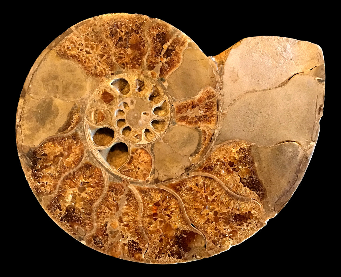 Incredible Madagascar Ammonite - Pair - 10 Inch Wide Each
