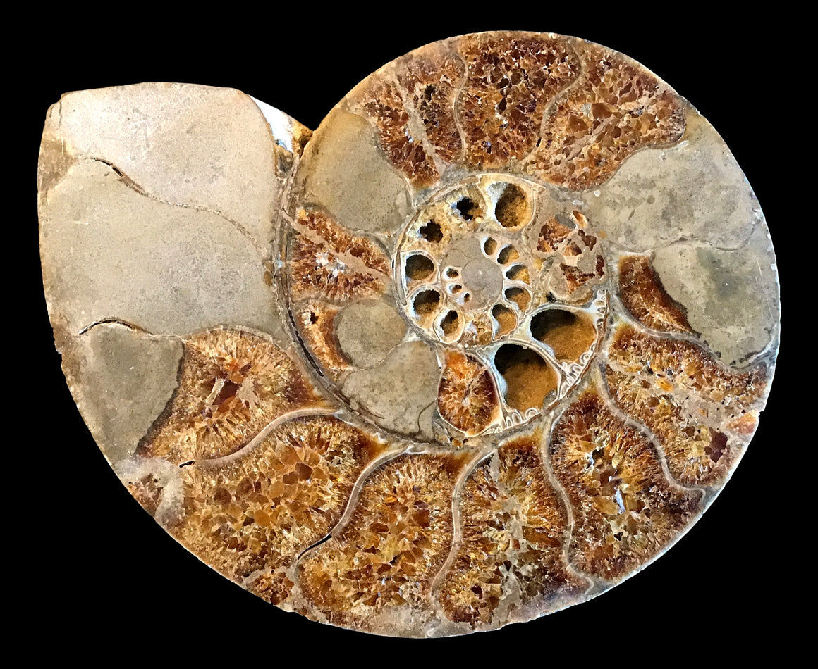 Incredible Madagascar Ammonite - Pair - 10 Inch Wide Each