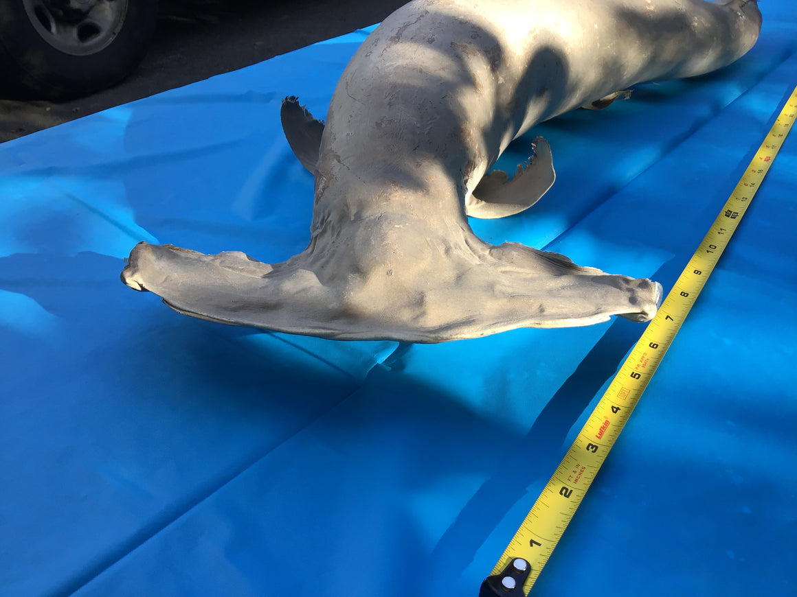 Moving Sale - Genuine Taxidermy HAMMERHEAD SHARK - Over 3 Ft Long