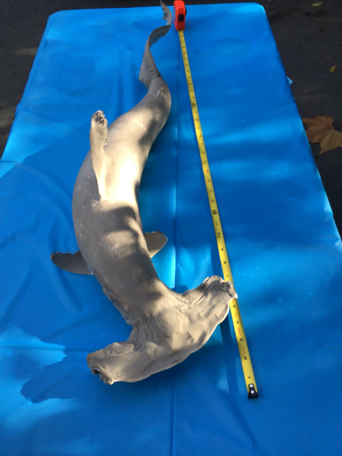 Moving Sale - Genuine Taxidermy HAMMERHEAD SHARK - Over 3 Ft Long