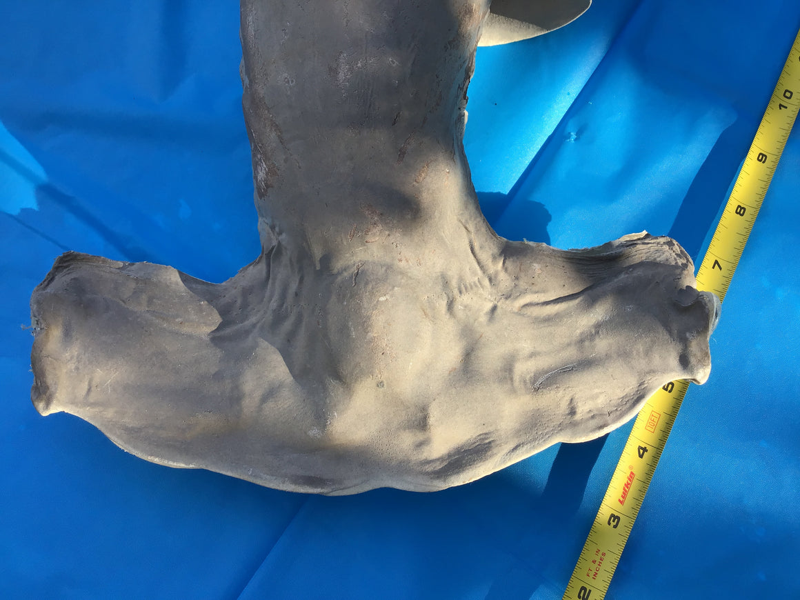 Moving Sale - Genuine Taxidermy HAMMERHEAD SHARK - Over 3 Ft Long