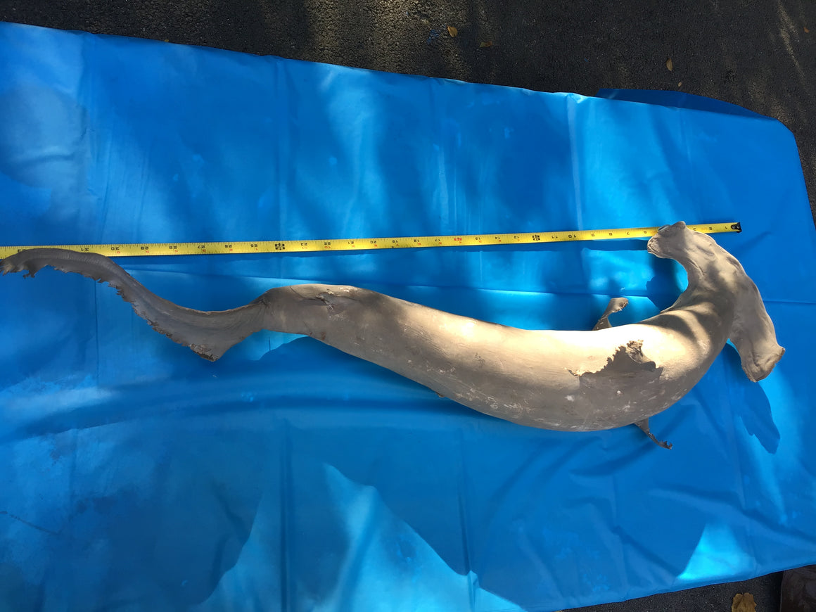 Moving Sale - Genuine Taxidermy HAMMERHEAD SHARK - Over 3 Ft Long