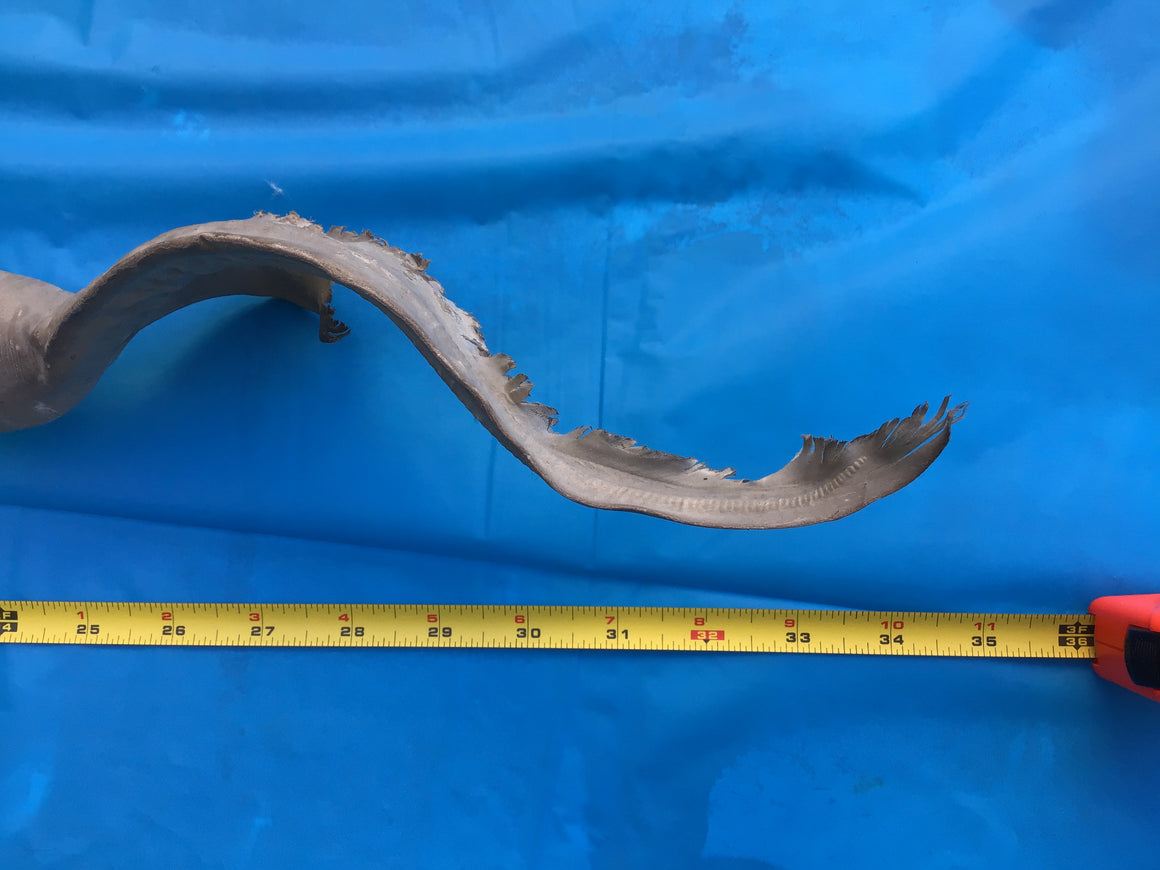 Moving Sale - Genuine Taxidermy HAMMERHEAD SHARK - Over 3 Ft Long