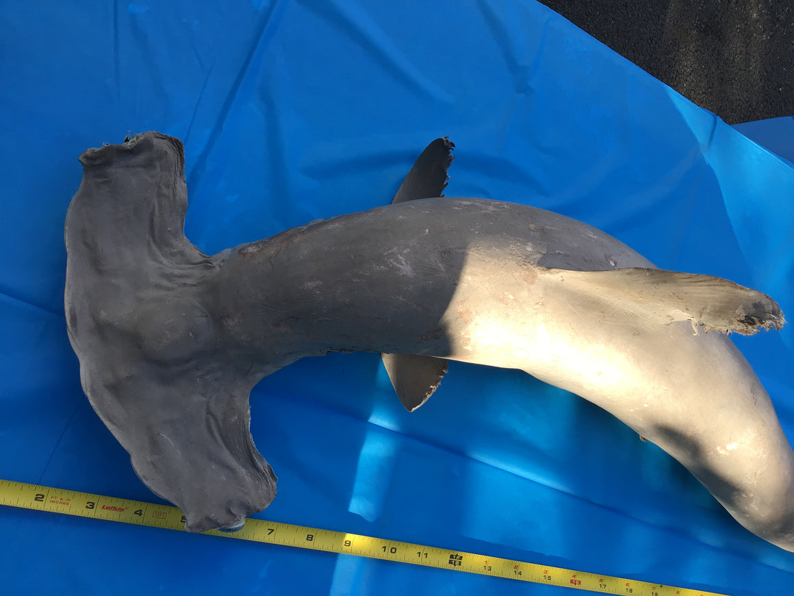Moving Sale - Genuine Taxidermy HAMMERHEAD SHARK - Over 3 Ft Long