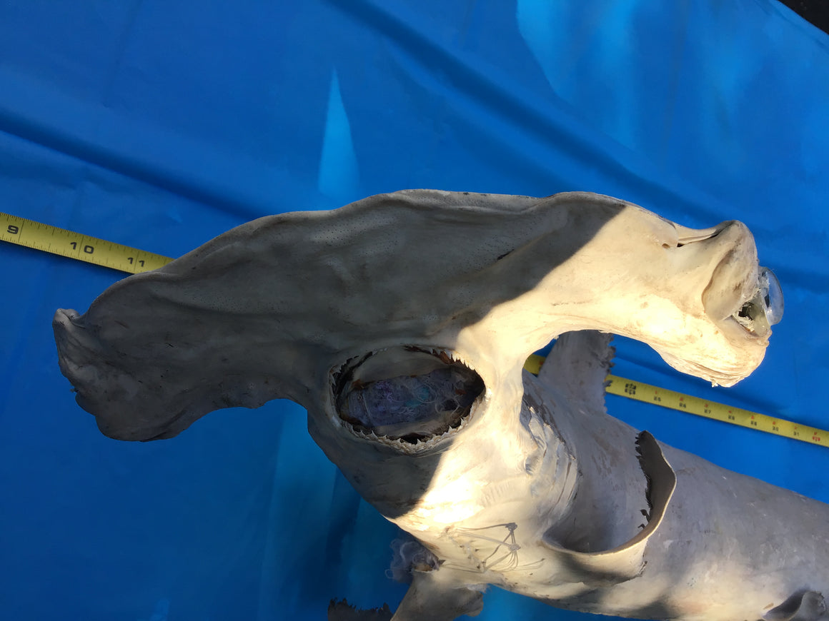 Moving Sale - Genuine Taxidermy HAMMERHEAD SHARK - Over 3 Ft Long