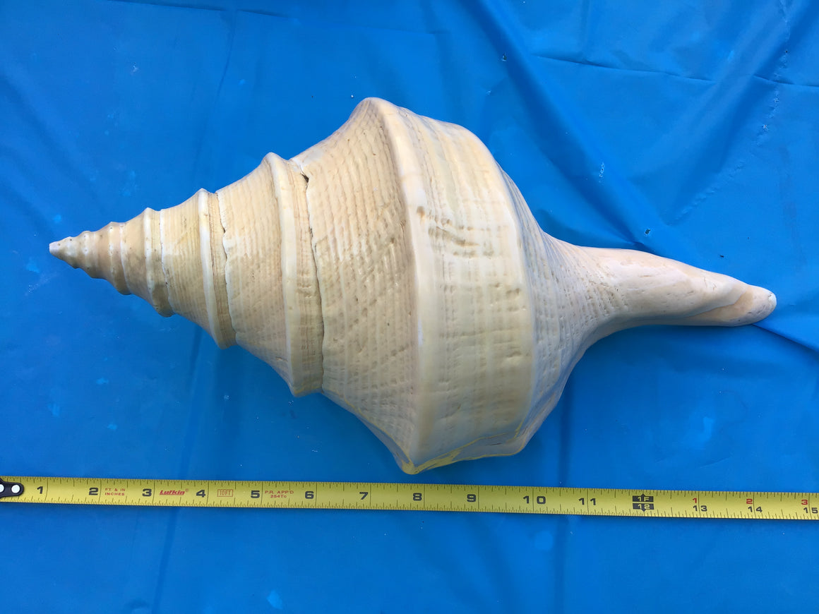 Moving Sale - 3 Amazing Sea Shells (12 Inches Each)