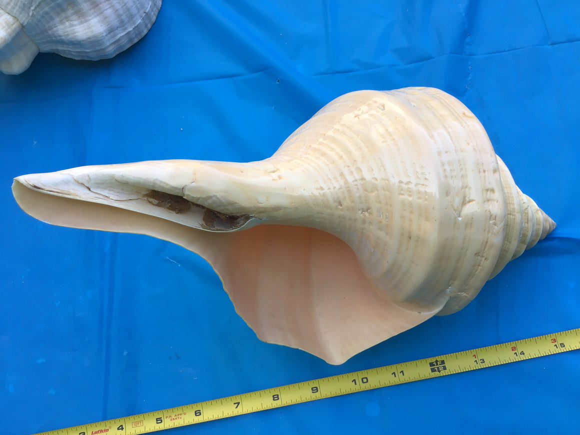 Moving Sale - 3 Amazing Sea Shells (12 Inches Each)