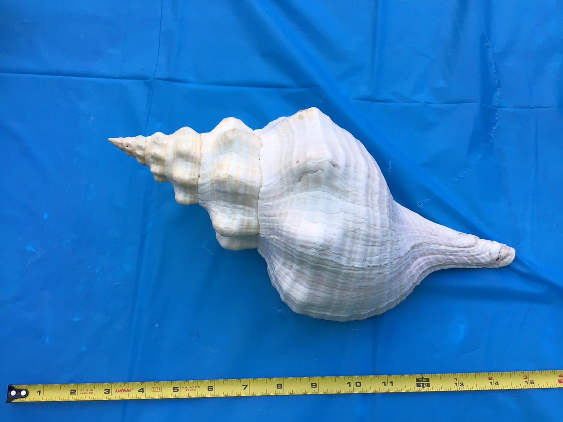 Moving Sale - 3 Amazing Sea Shells (12 Inches Each)