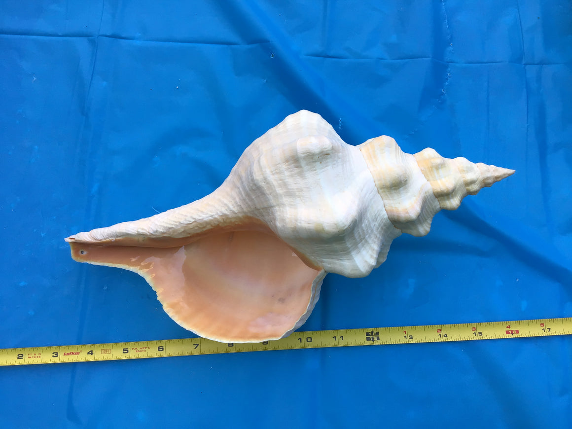 Moving Sale - 3 Amazing Sea Shells (12 Inches Each)