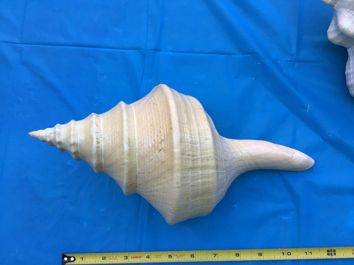 Moving Sale - 3 Amazing Sea Shells (12 Inches Each)