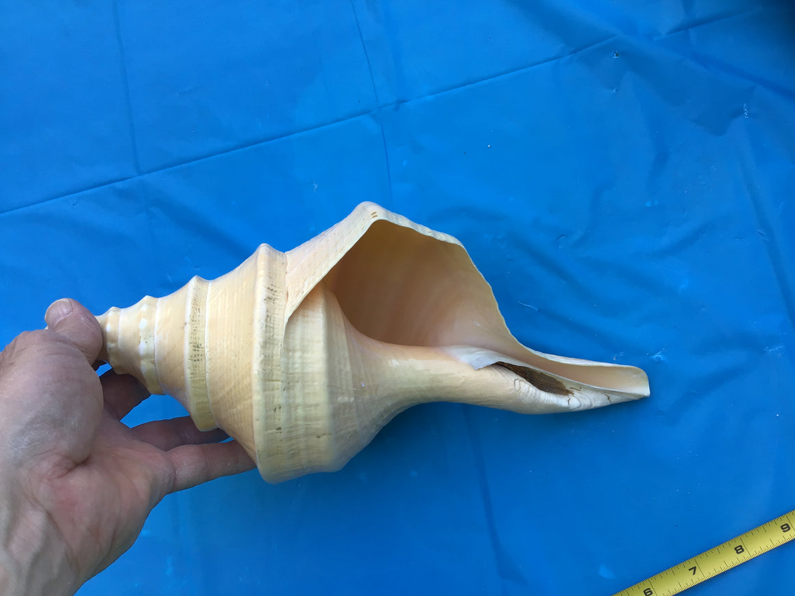 Moving Sale - 3 Amazing Sea Shells (12 Inches Each)