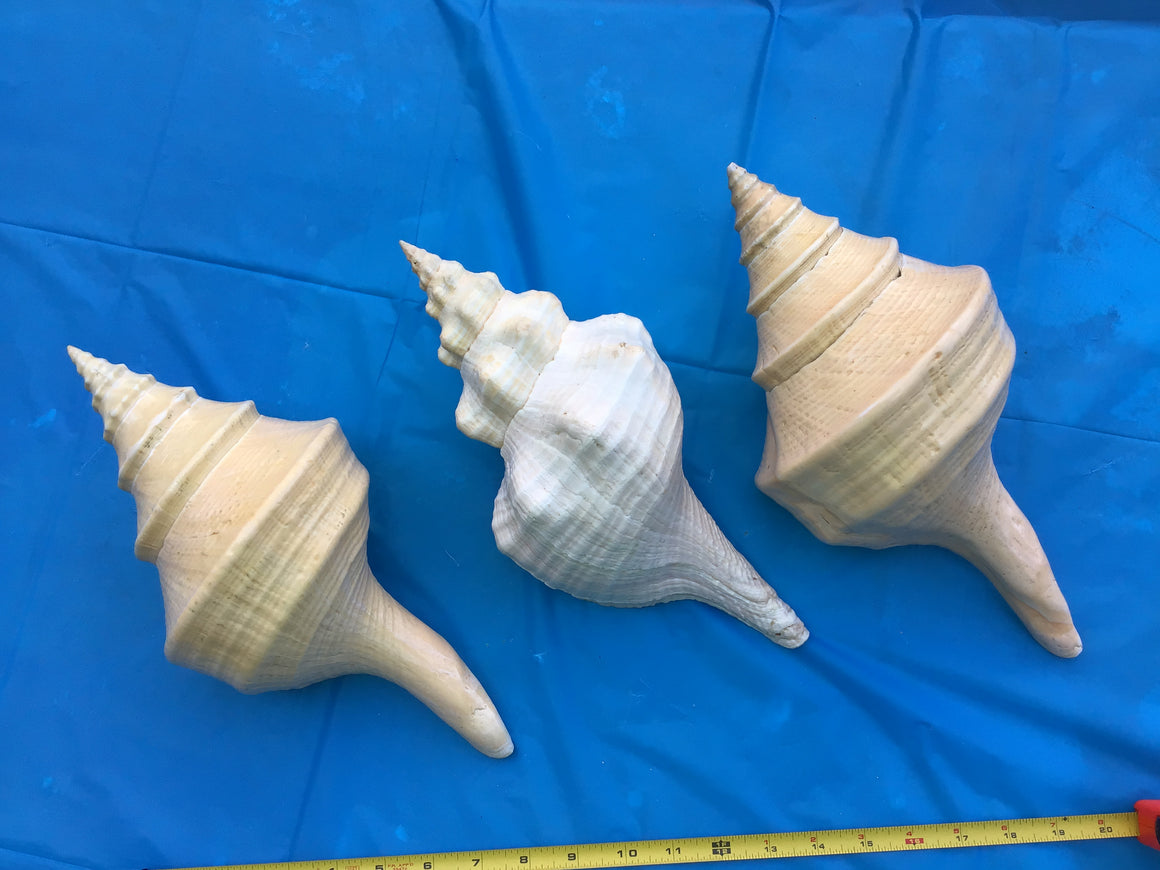 Moving Sale - 3 Amazing Sea Shells (12 Inches Each)