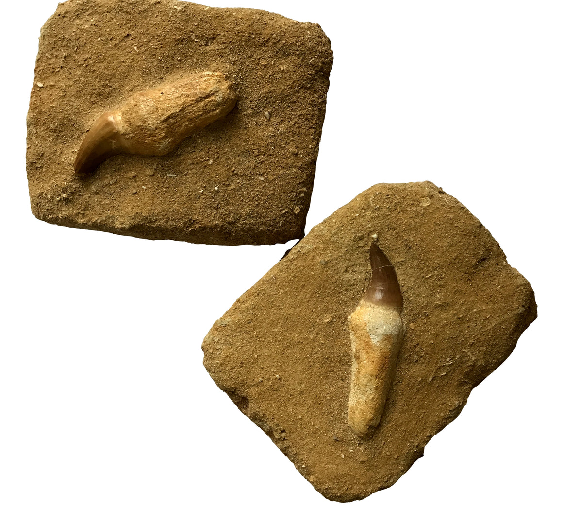 Genuine Fossil Mosasaur Tooth In Matrix