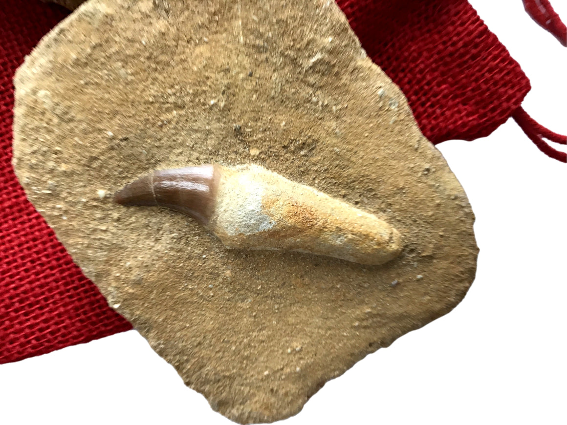 Genuine Fossil Mosasaur Tooth In Matrix