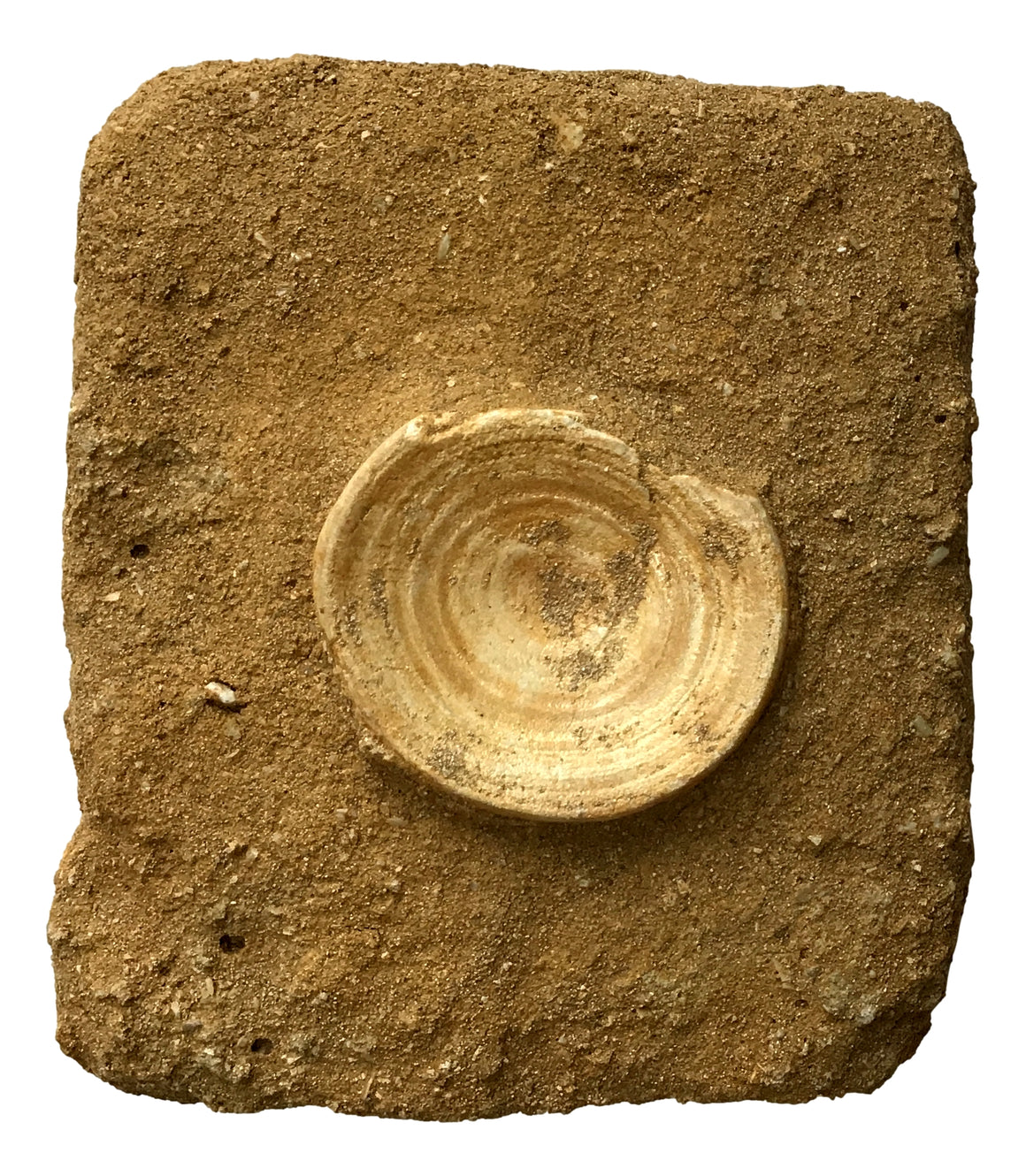 Genuine Fossil "Otodus" Lamna Obliqua Shark Vertebrae In Matrix