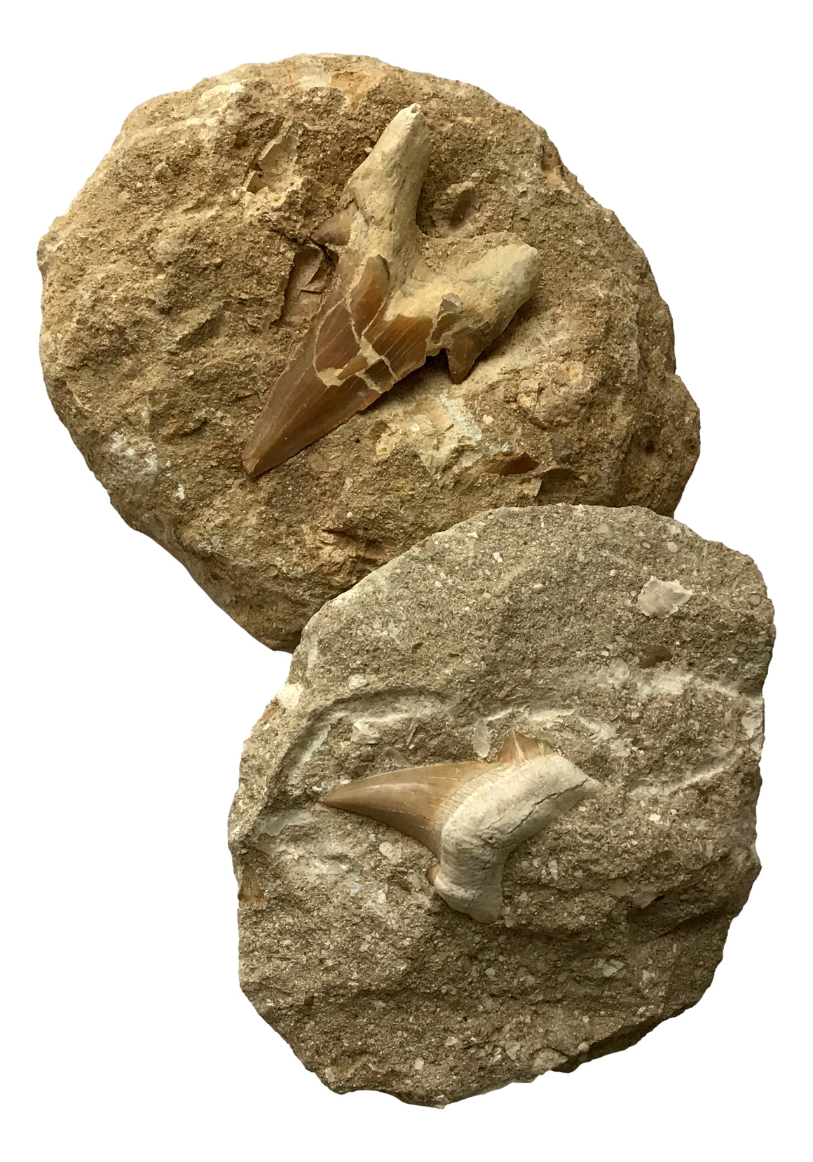 Genuine Fossil "Otodus" Lamna Obliqua Shark Tooth In Matrix