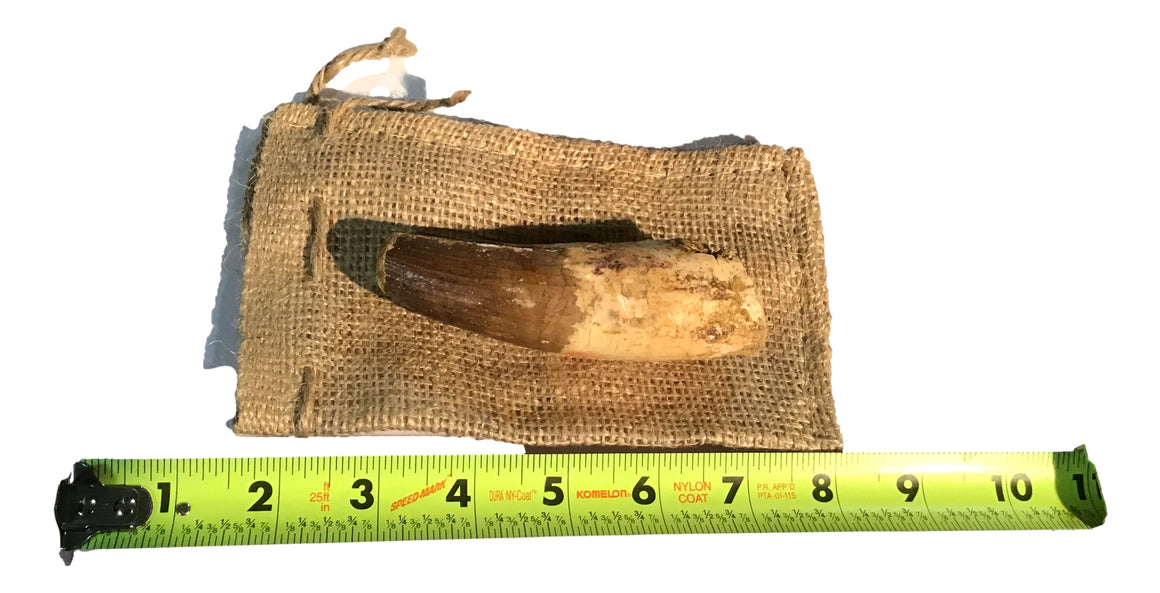 Gigantic Spinosaurus Dinosaur Teeth 4 inches ++
