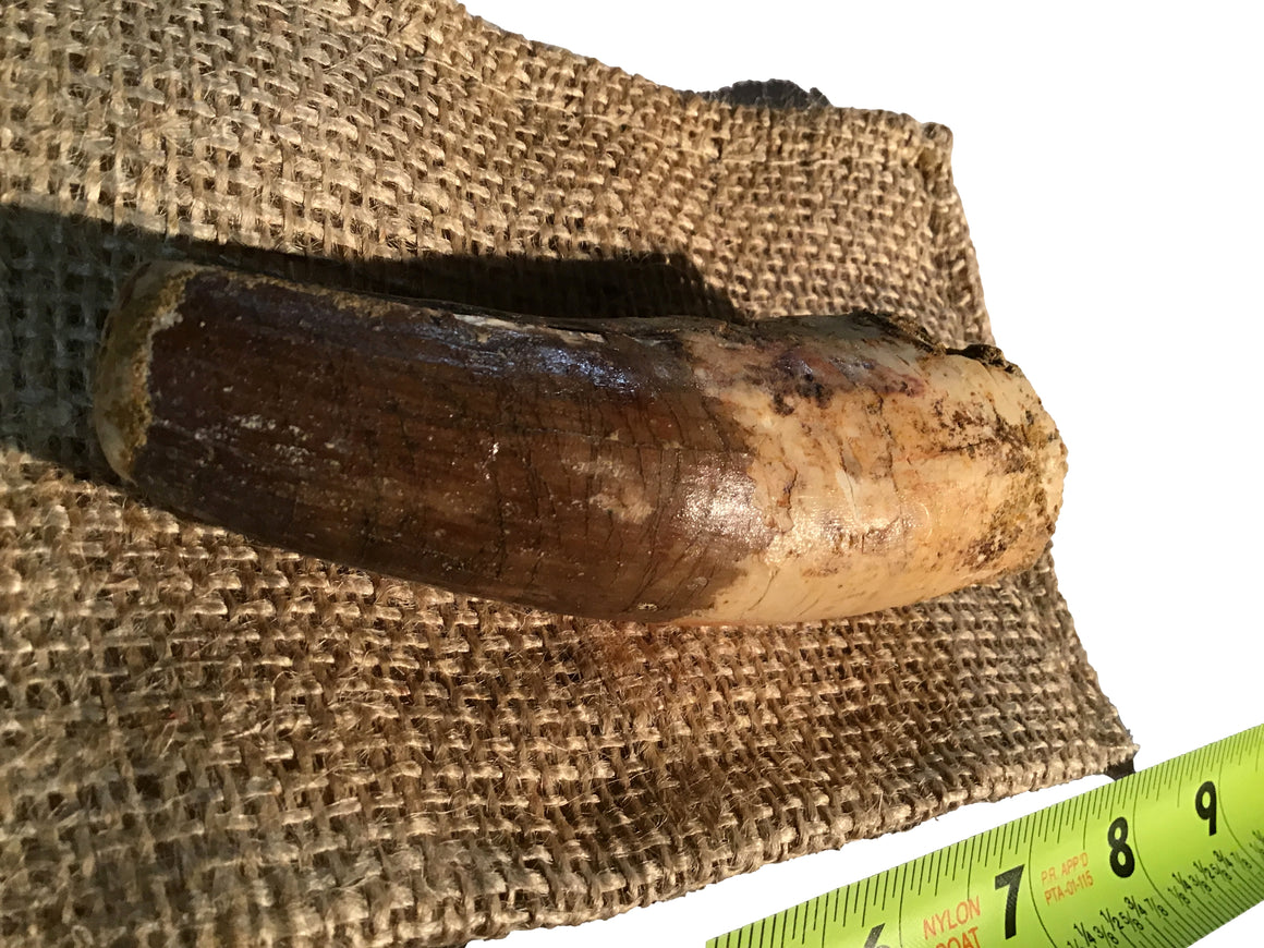 Gigantic Spinosaurus Dinosaur Teeth 4 inches ++