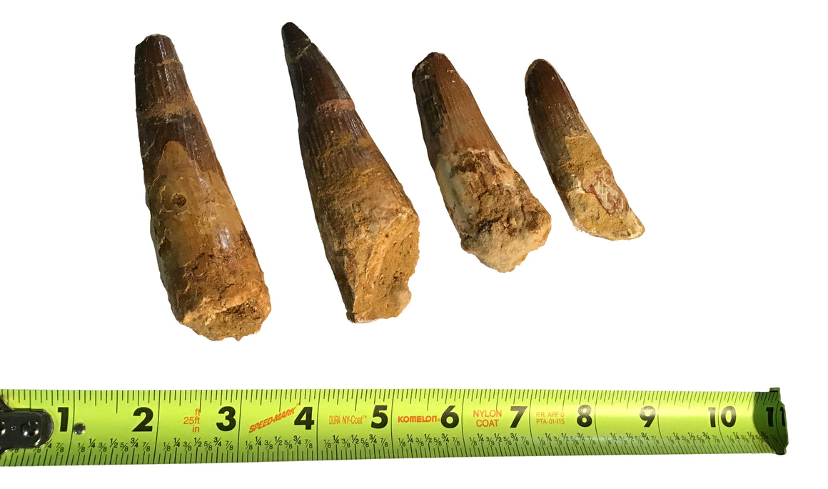 Gigantic Spinosaurus Dinosaur Teeth 4 inches ++