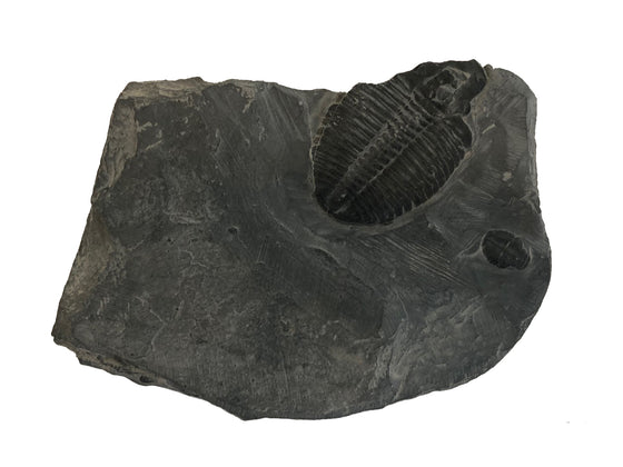 Genuine Elrathia Kinghi Trilobite Fossil - 5" x 3" x 1" - dinosaursrocksuperstore