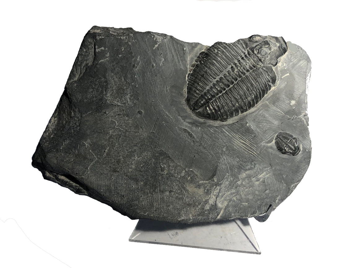 Genuine Elrathia Kinghi Trilobite Fossil - 5" x 3" x 1" - dinosaursrocksuperstore